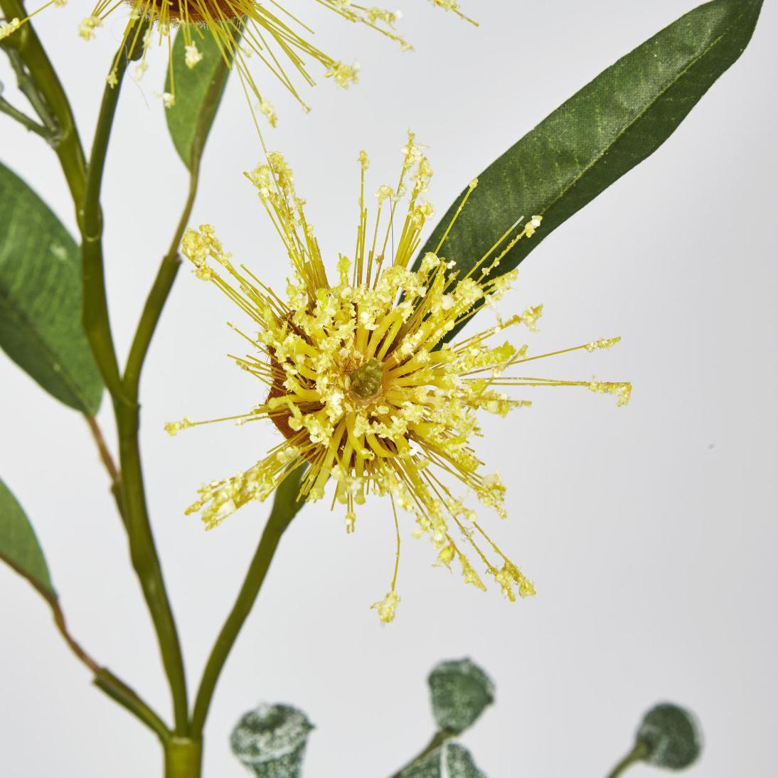 Flowering Eucalyptus Yellow