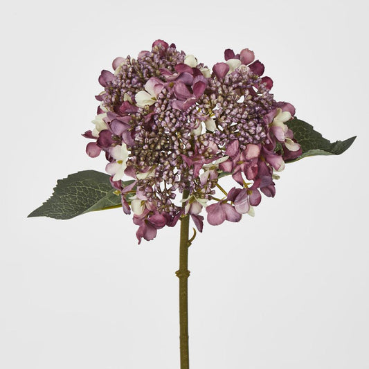 Lace Cap Hydrangea Purple