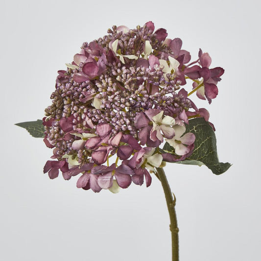 Lace Cap Hydrangea Purple