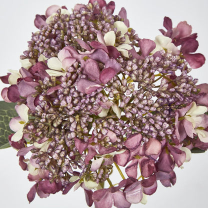 Lace Cap Hydrangea Purple