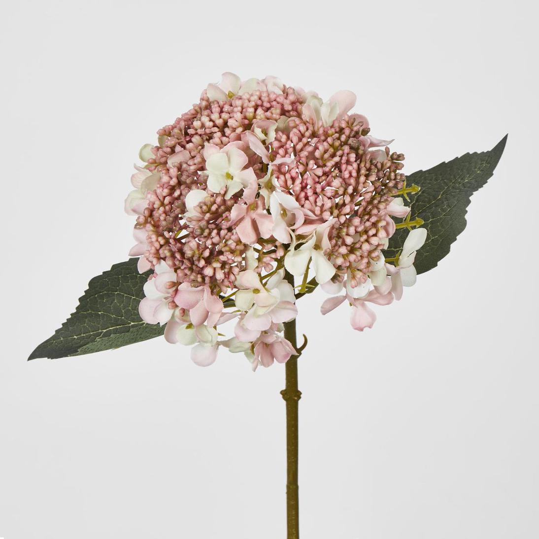 Lace Cap Hydrangea Pink