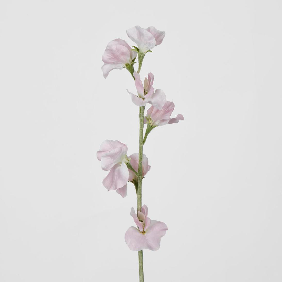 Sweetpea Light Pink