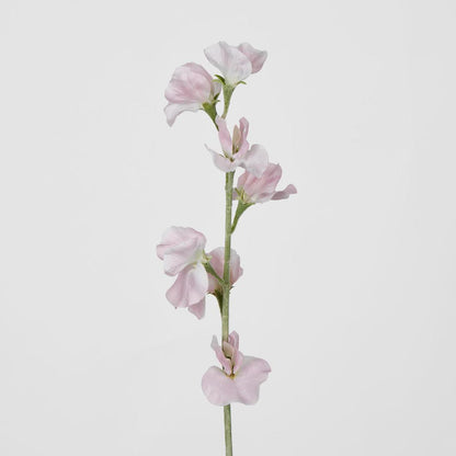 Sweetpea Light Pink