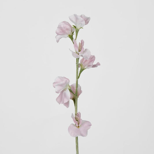 Sweetpea Light Pink