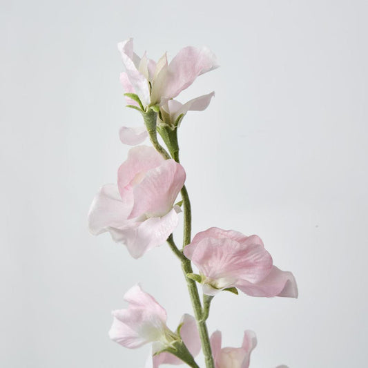 Sweetpea Light Pink