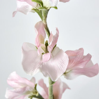 Sweetpea Light Pink
