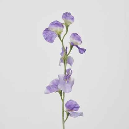 Sweetpea Purple