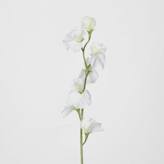 Sweetpea White