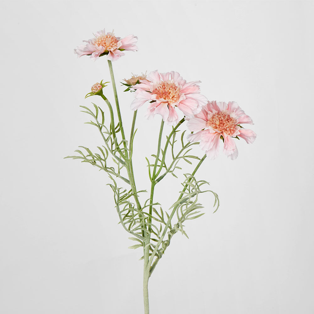 Scabiosa Spray with Buds Pink