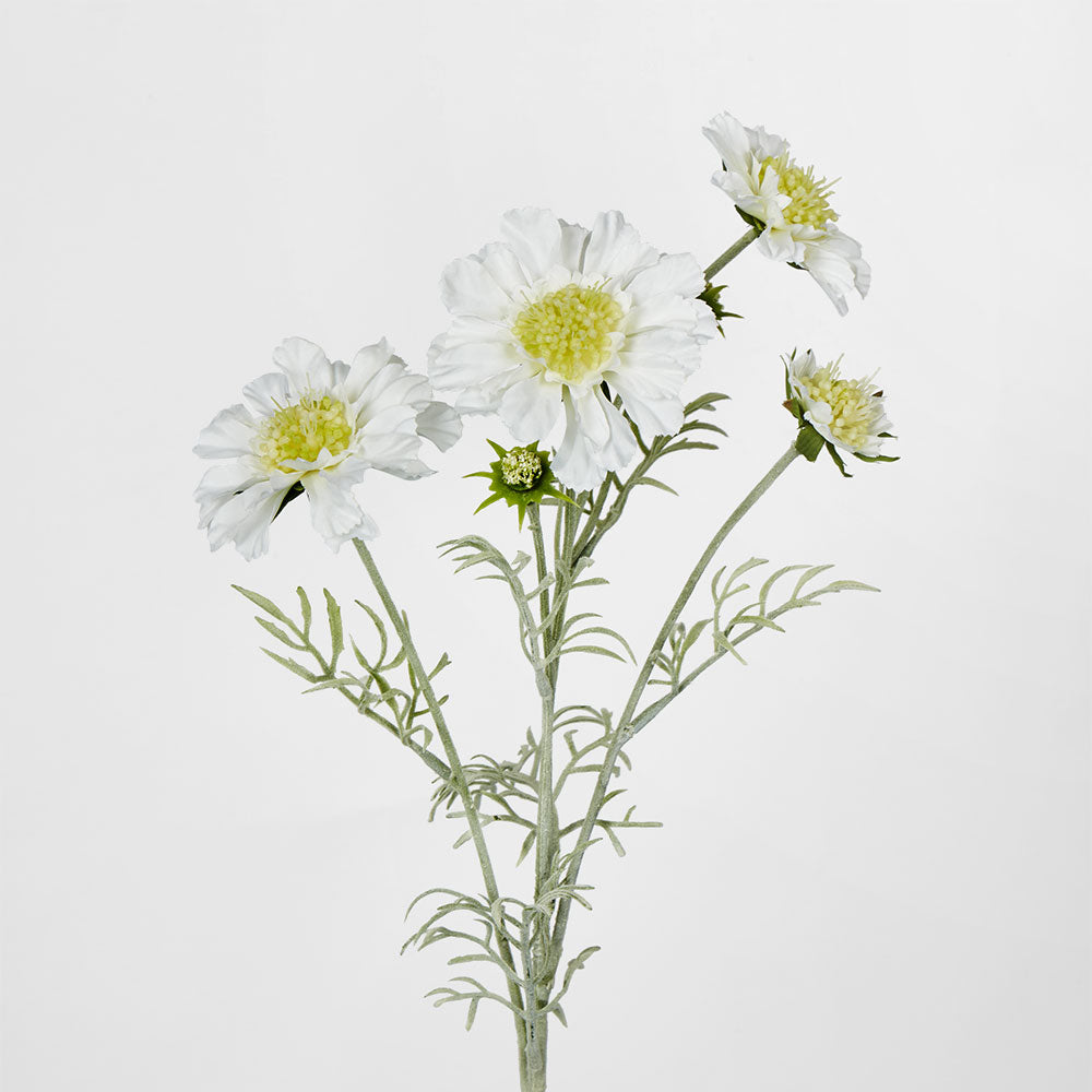 Scabiosa Spray with Buds White