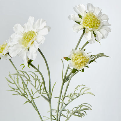 Scabiosa Spray with Buds White