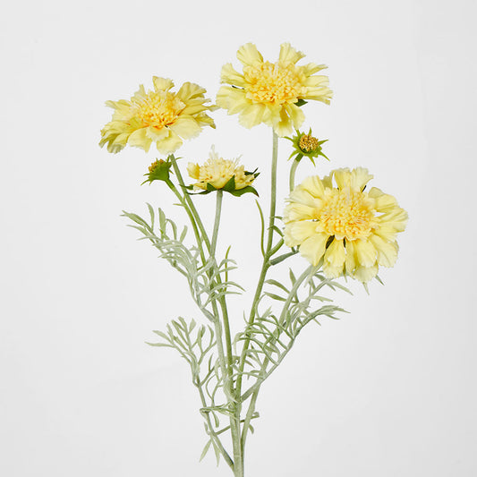Scabiosa Spray with Buds Yellow