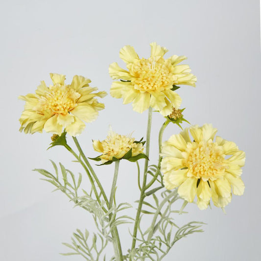 Scabiosa Spray with Buds Yellow