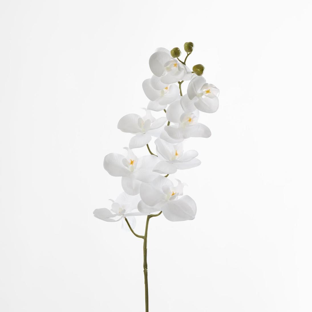 Phalaenopsis white Orchid Stem with Yellow Stamen