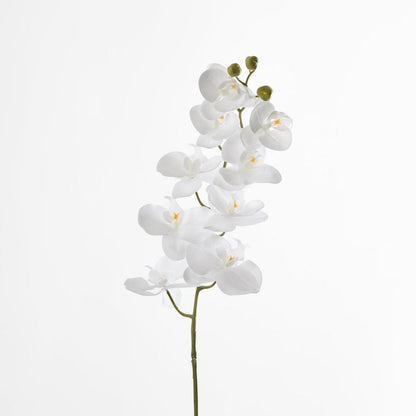 Phalaenopsis white Orchid Stem with Yellow Stamen