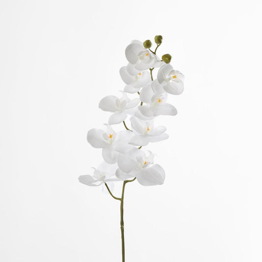 Phalaenopsis white Orchid Stem with Yellow Stamen