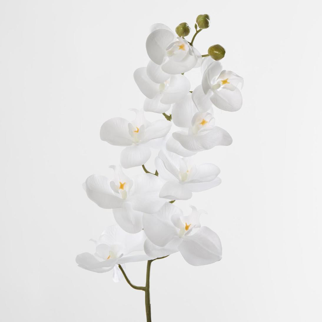 Phalaenopsis white Orchid Stem with Yellow Stamen