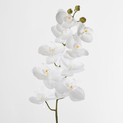 Phalaenopsis white Orchid Stem with Yellow Stamen