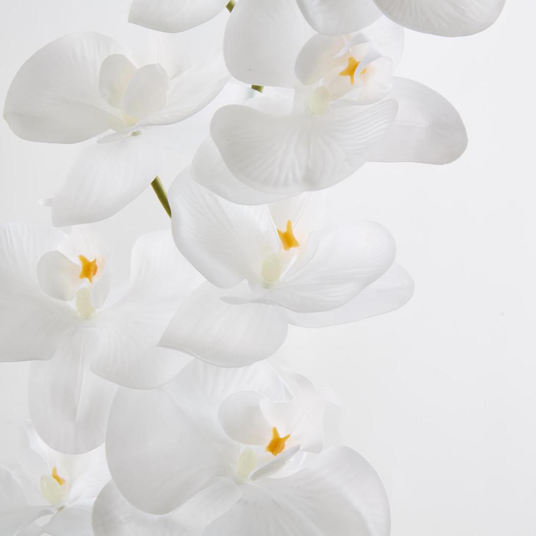 Phalaenopsis white Orchid Stem with Yellow Stamen