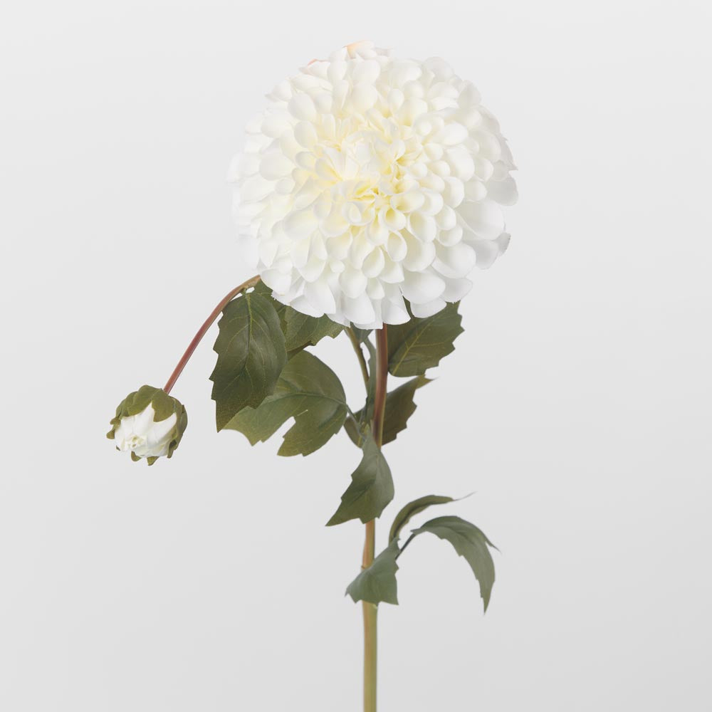 Dahlia White with Bud