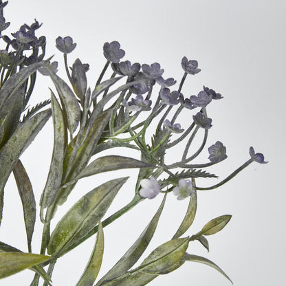 Daisy Bush Mini Purple