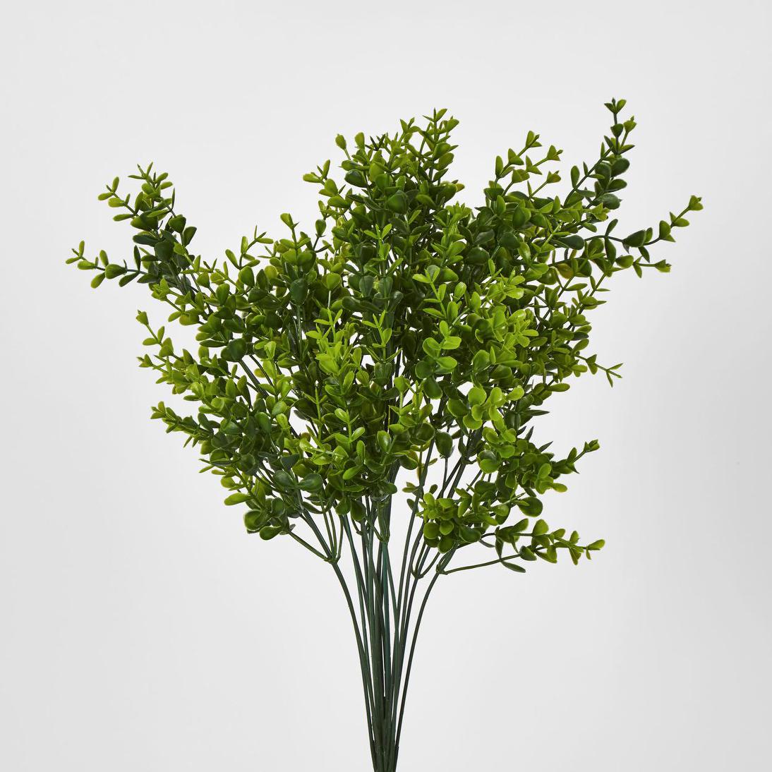 Boxwood Bush Green