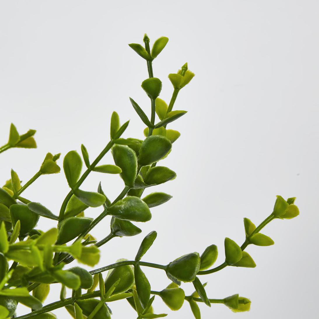 Boxwood Bush Green