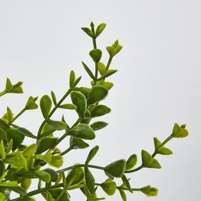 Boxwood Bush Green