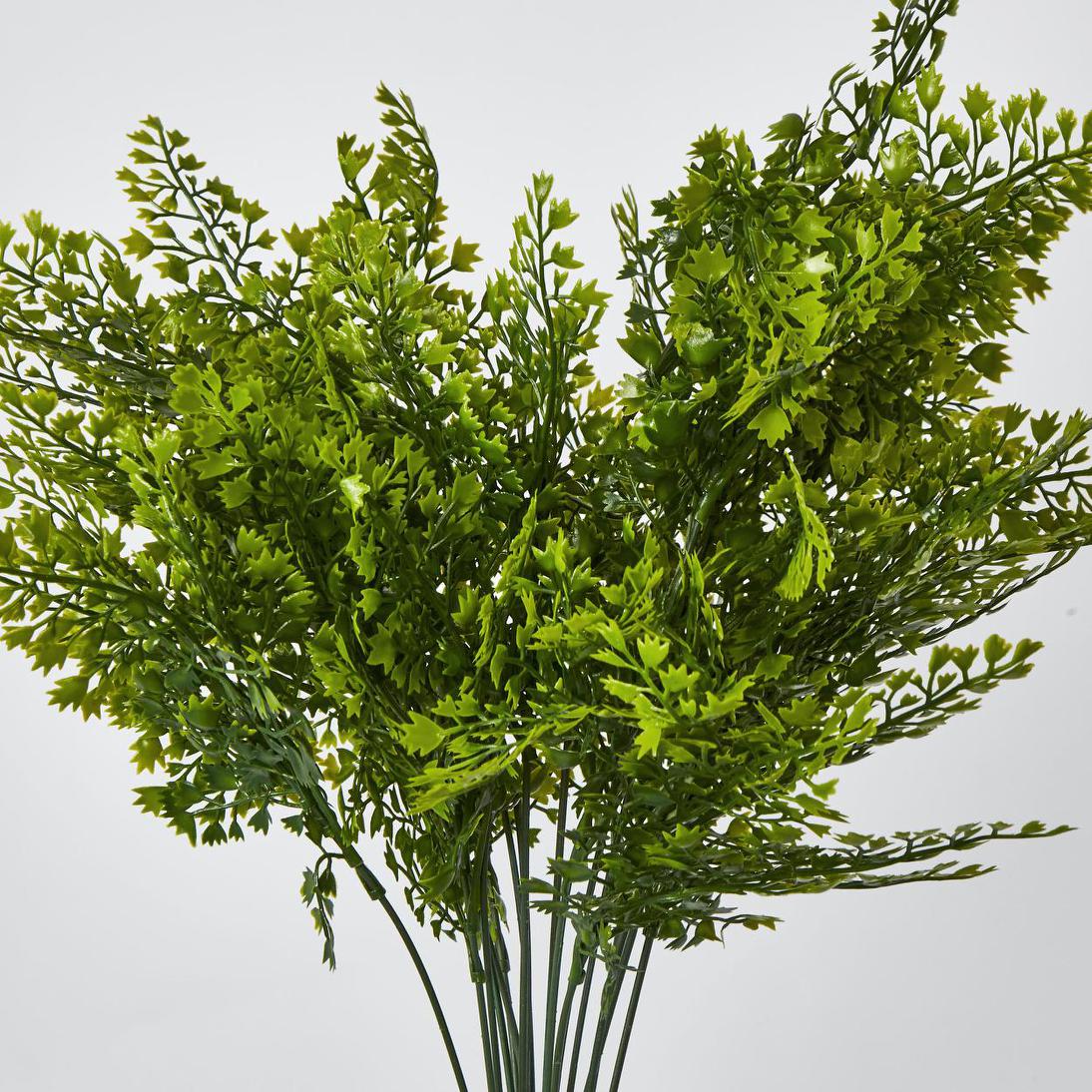 Maidenhair Fern Bush Green