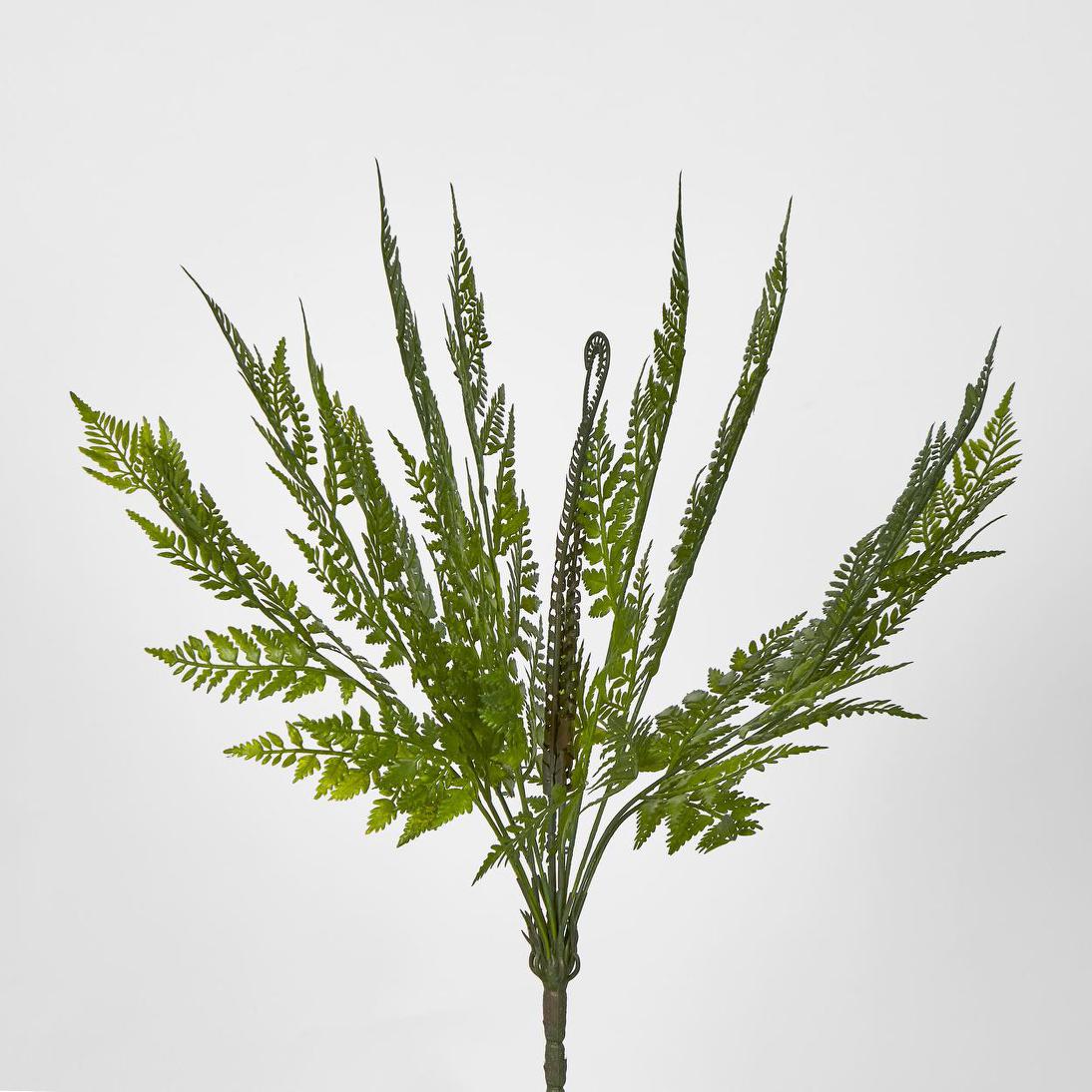 Fern Bush Green