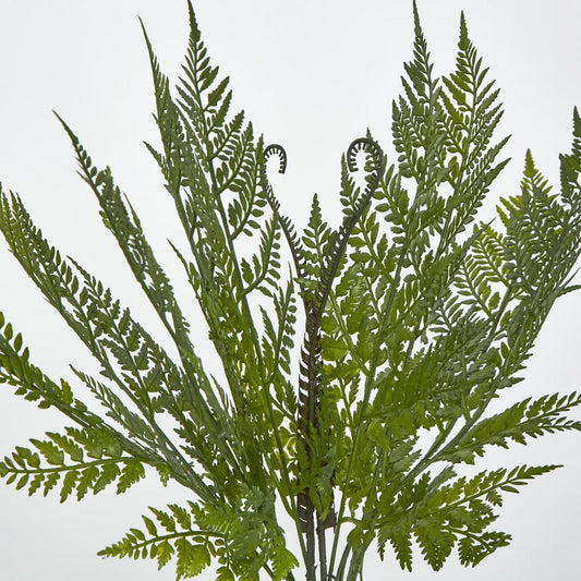 Fern Bush Green