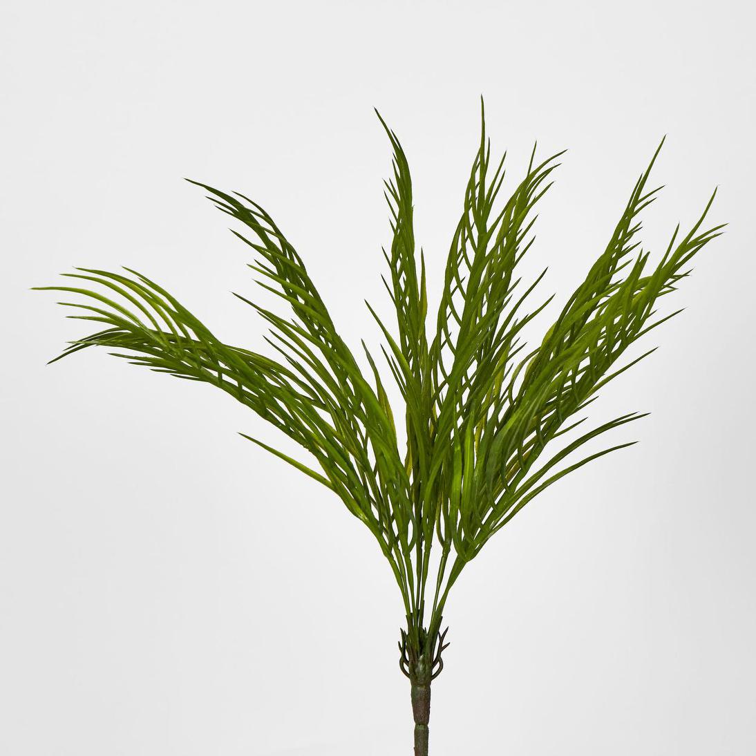 Palm Fern Bush Green
