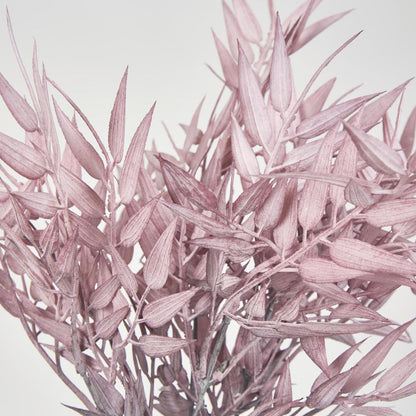 Bamboo Leaf Bush Dark Pink