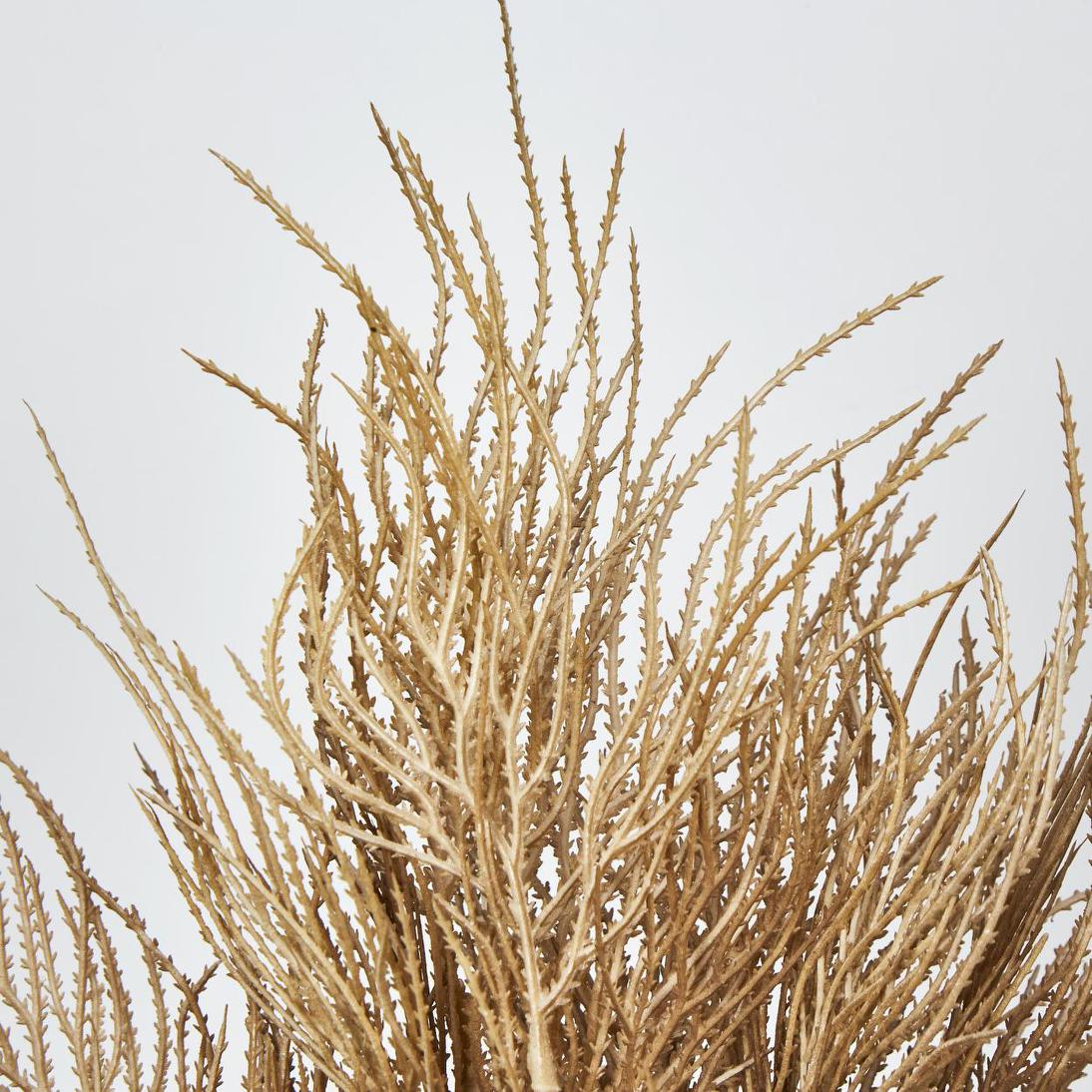Pampas Grass Seed Spray Brown