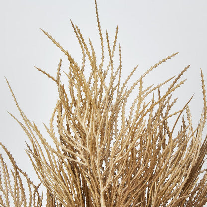 Pampas Grass Seed Spray Brown