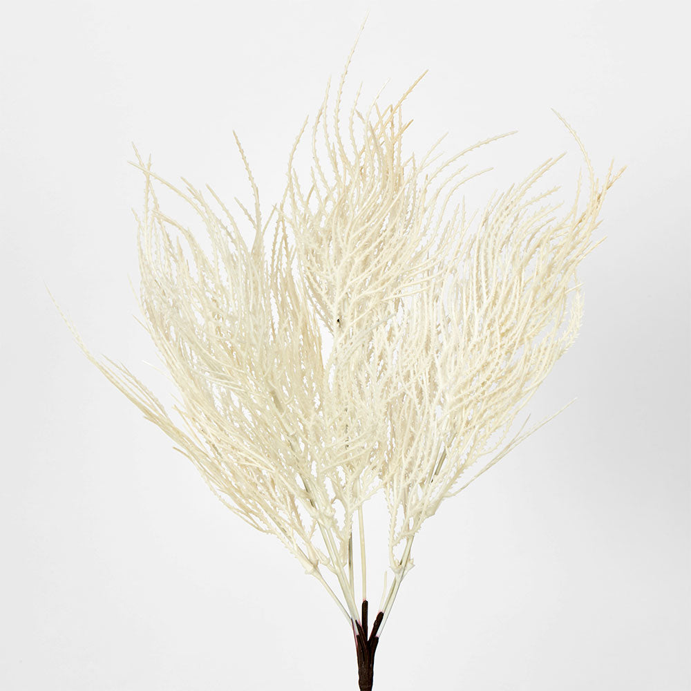 Pampas Grass Seed Spray Cream