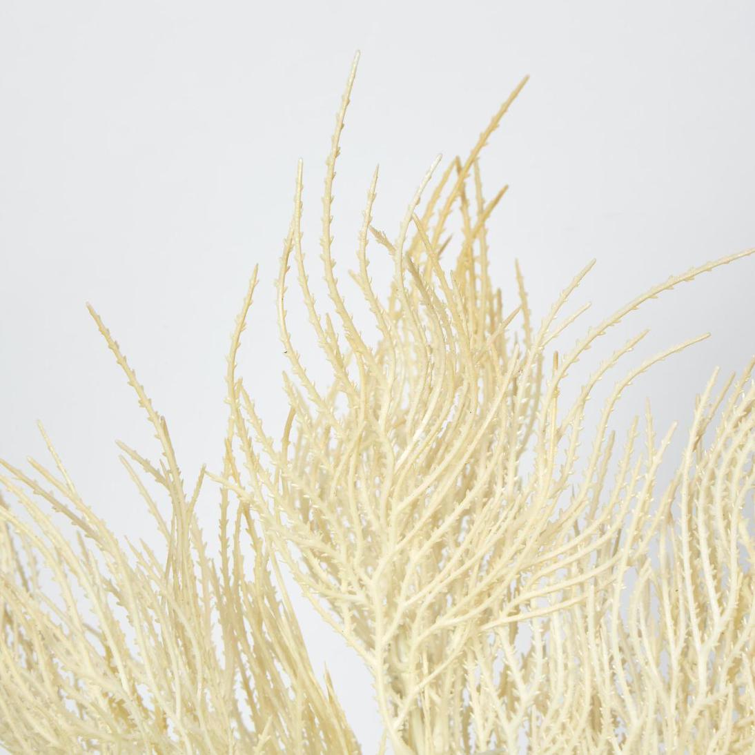 Pampas Grass Seed Spray Cream