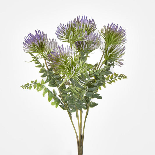 Thistle Grass Bush x 5 Purple