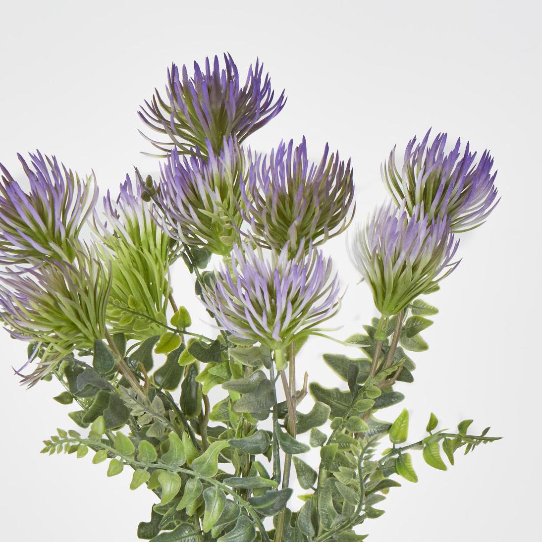 Thistle Grass Bush x 5 Purple
