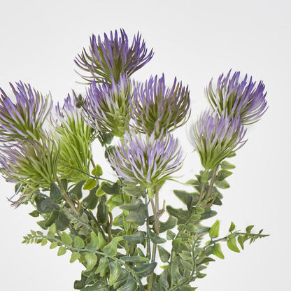 Thistle Grass Bush x 5 Purple