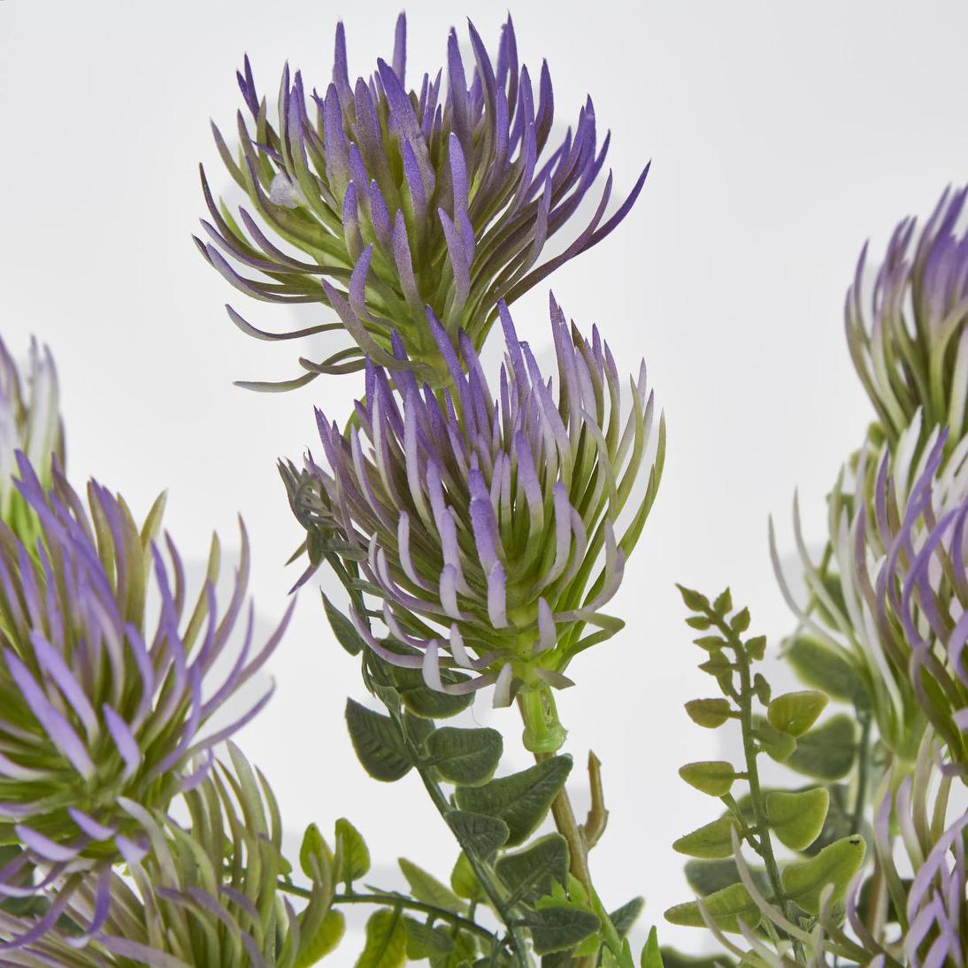 Thistle Grass Bush x 5 Purple