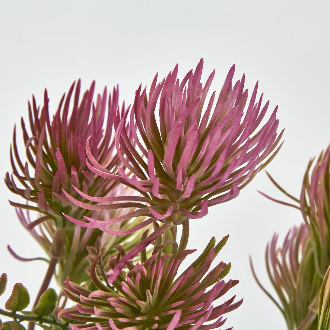 Thistle Bush x 5 Dark Pink