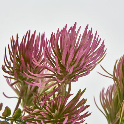 Thistle Bush x 5 Dark Pink