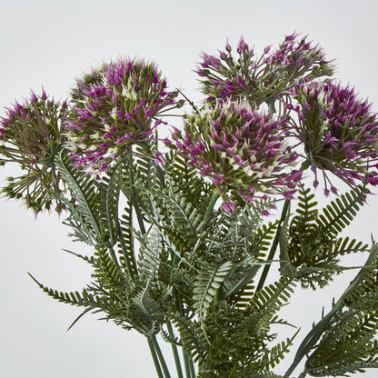 Wild Dandelion Bush Dark Pink