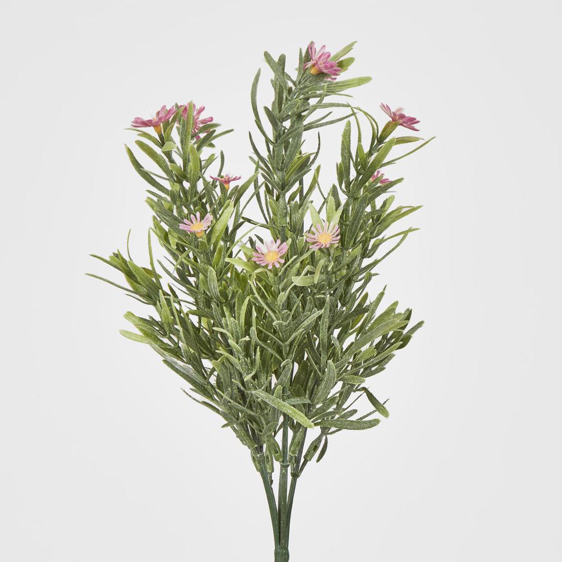Wild Daisy Bush Pink