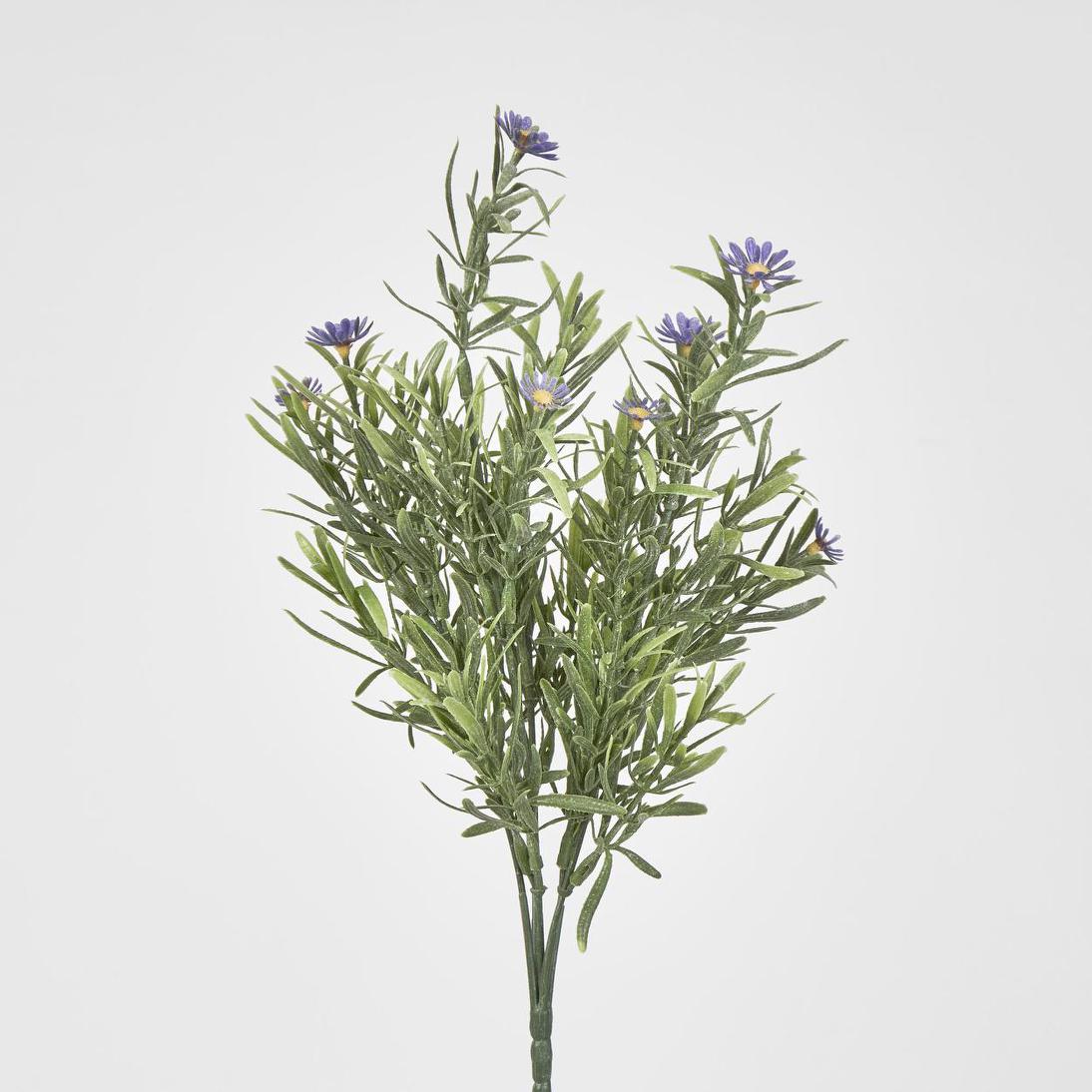 Wild Daisy Bush Purple