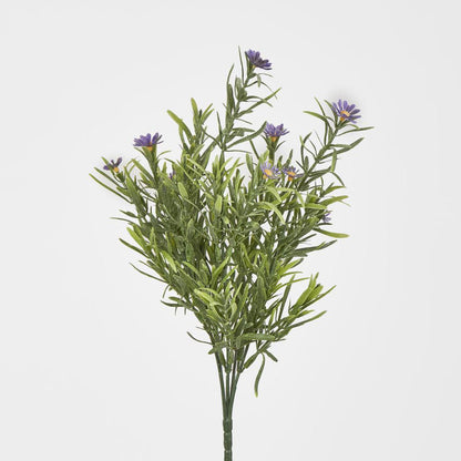 Wild Daisy Bush Purple