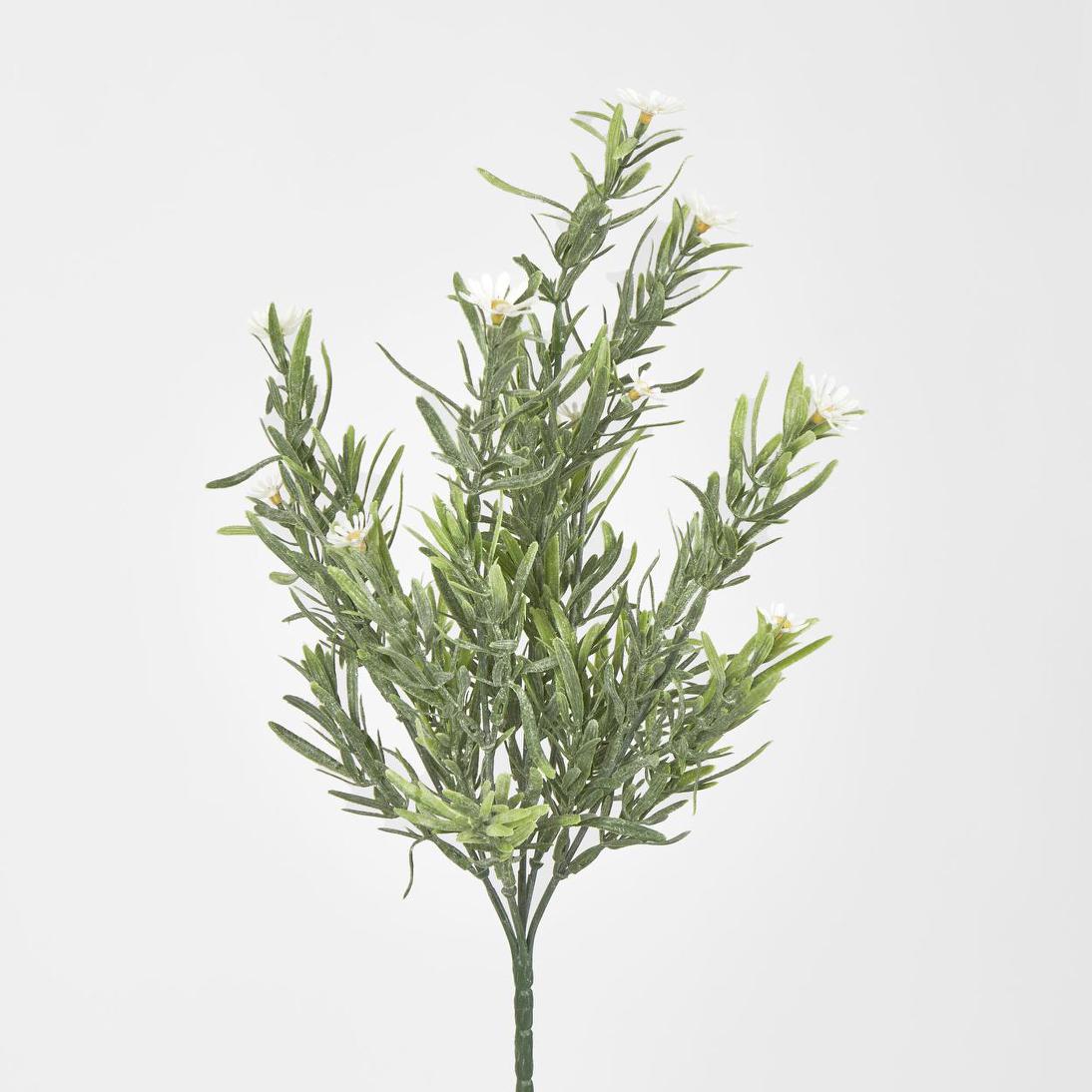 Wild Daisy Bush White