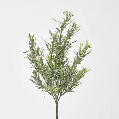 Wild Daisy Bush White
