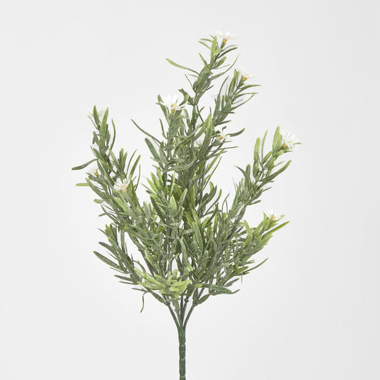 Wild Daisy Bush White